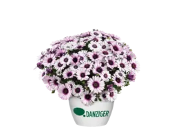 BESTIES™ Playful Bicolor Purple