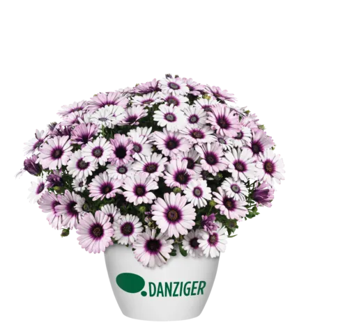 BESTIES™ Playful Bicolor Purple