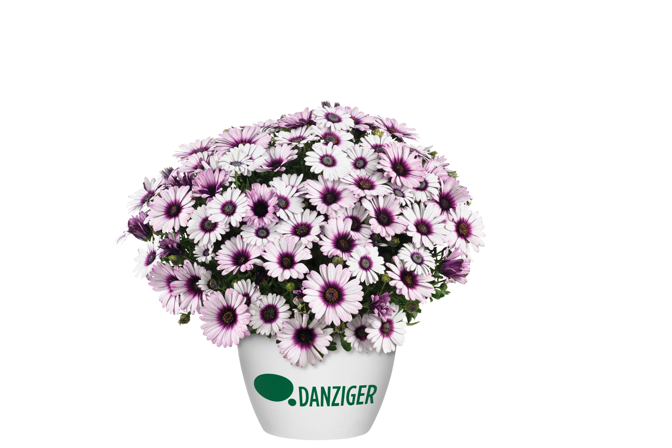 BESTIES™ Playful Bicolor Purple - Danziger
