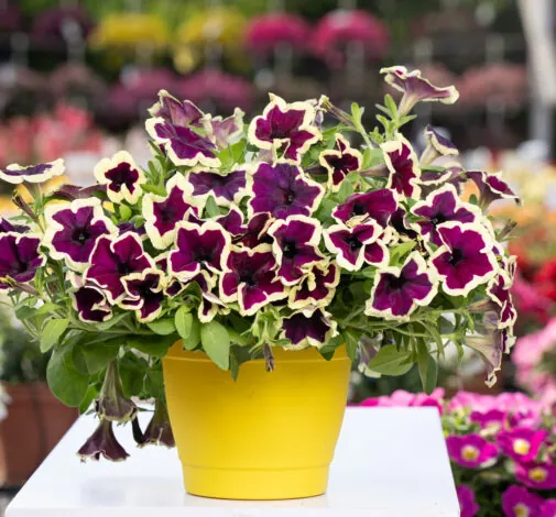 CASCADIAS™ RIMerlot