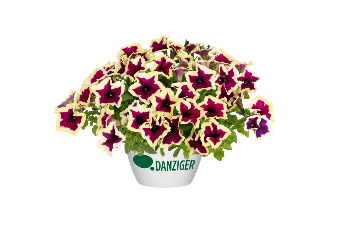CASCADIAS™ RIMerlot