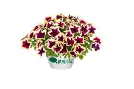 CASCADIAS™ RIMerlot