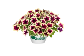 CASCADIAS™ RIMerlot