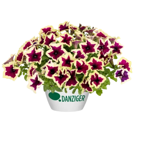 CASCADIAS™ RIMerlot