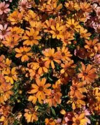 Coreopsis NOVA® ‘Amber