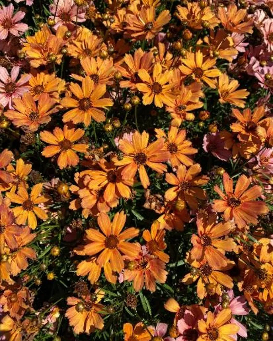 Coreopsis NOVA® ‘Amber