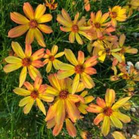 Coreopsis SUNNY DAYS™ ‘Rays’