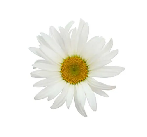 Leucanthemum Harmony
