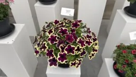 CASCADIAS™ RIMerlot