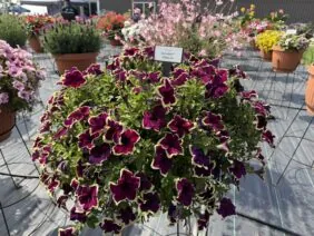 CASCADIAS™ RIMerlot