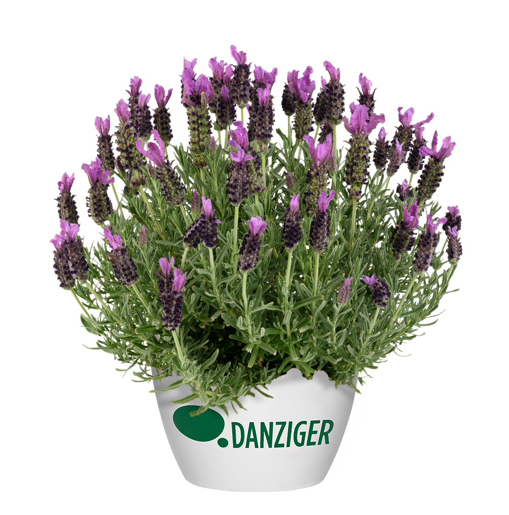 Laveanna™ Ultra Violet - Danziger