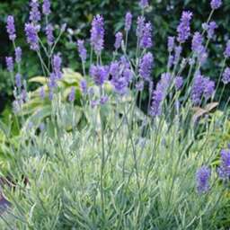 Lavender angustifolia – ‘Platinum Blonde