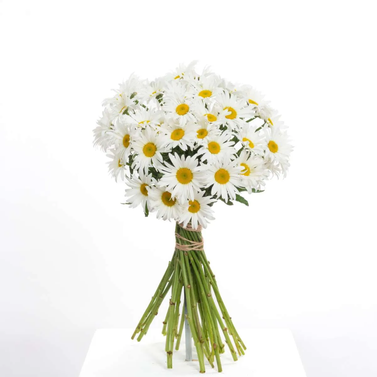 Leucanthemum Harmony