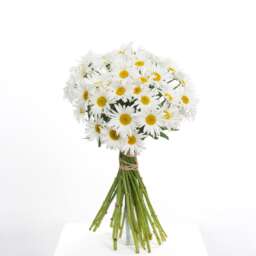 Leucanthemum Harmony
