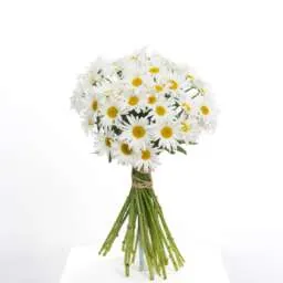 Leucanthemum Harmony