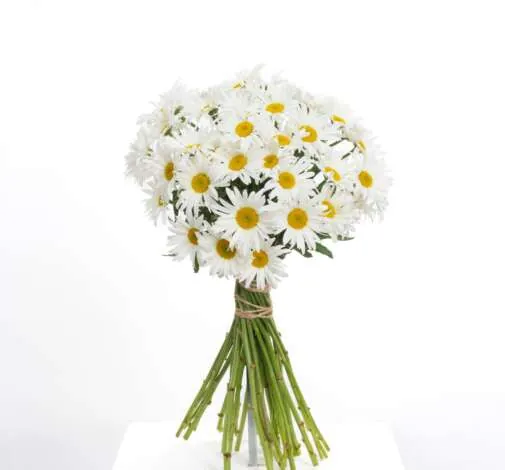 Leucanthemum Harmony