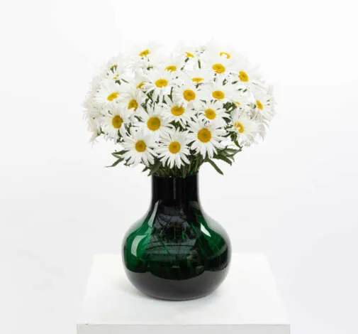 harmony Leucanthemum