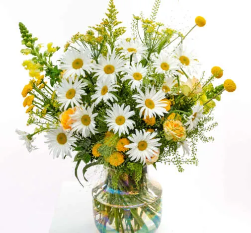 harmony Leucanthemum