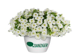 Lia™ Dark Red - Danziger