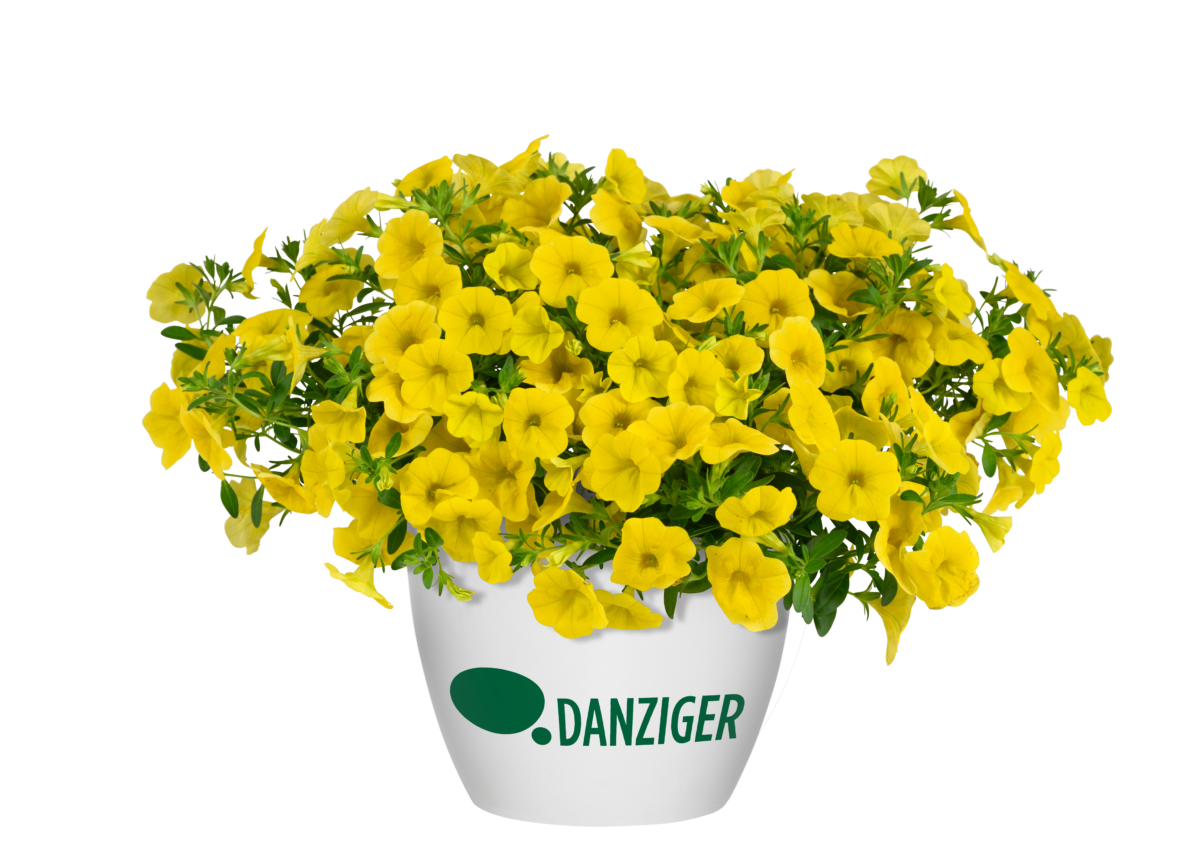 Lia™ Mega Yellow - Danziger