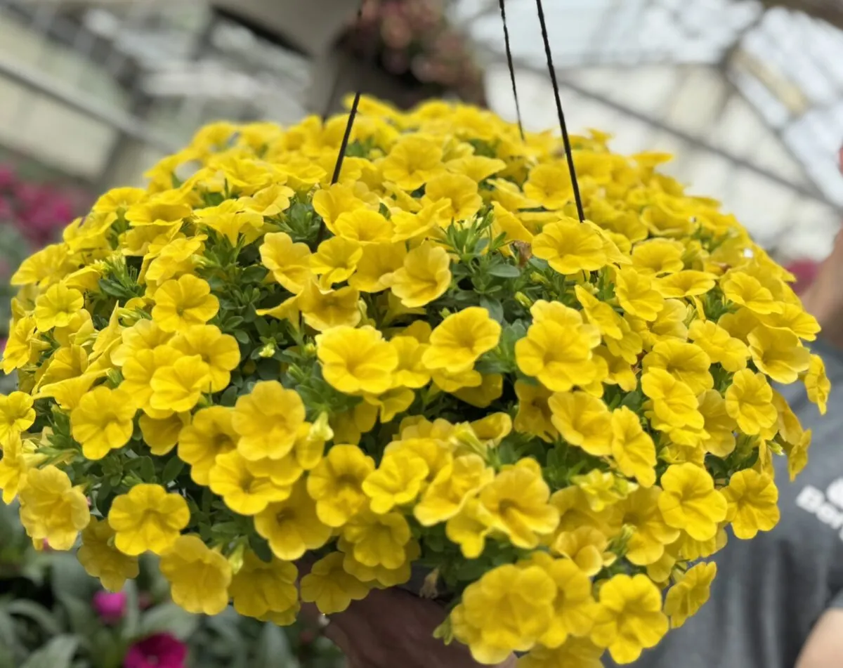 Lia™ Mega Yellow