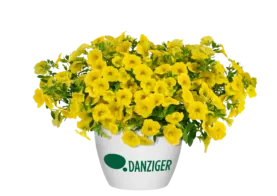 Lia™ Mega Yellow