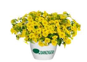 Lia™ Mega Yellow