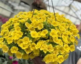 Lia™ Mega Yellow
