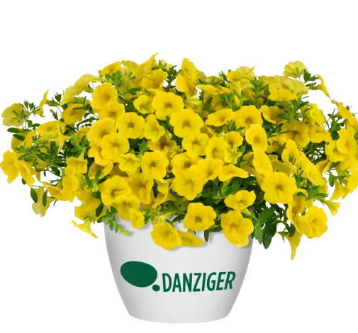 Lia™ Mega Yellow