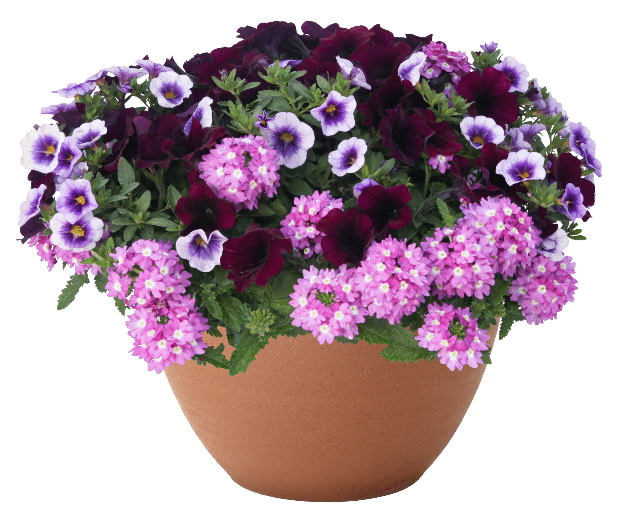 Mandy’s Summer Nights™