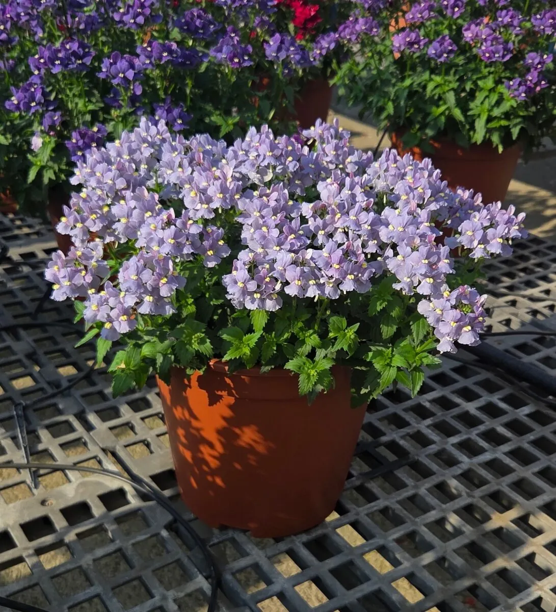 NESIA™ Arctic Blue