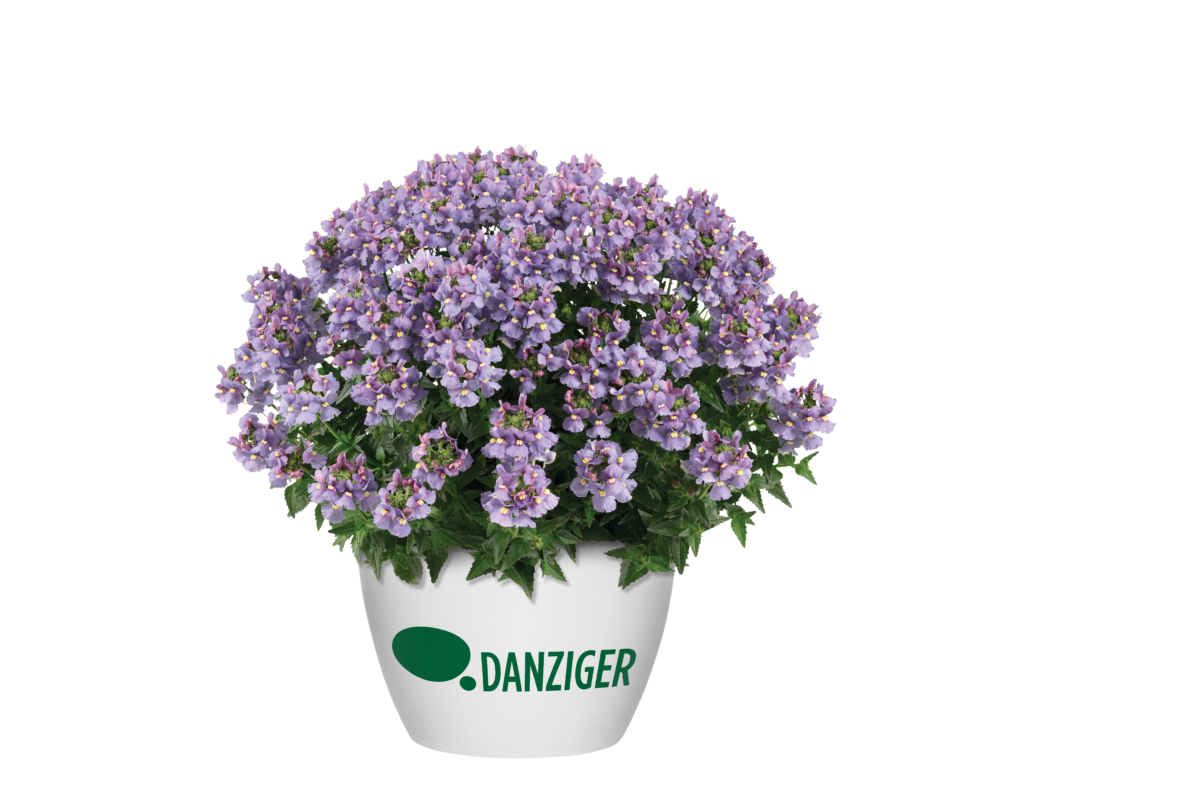 NESIA™ Arctic Blue - Danziger