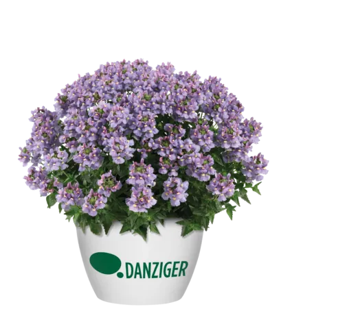 NESIA™ Arctic Blue - Danziger