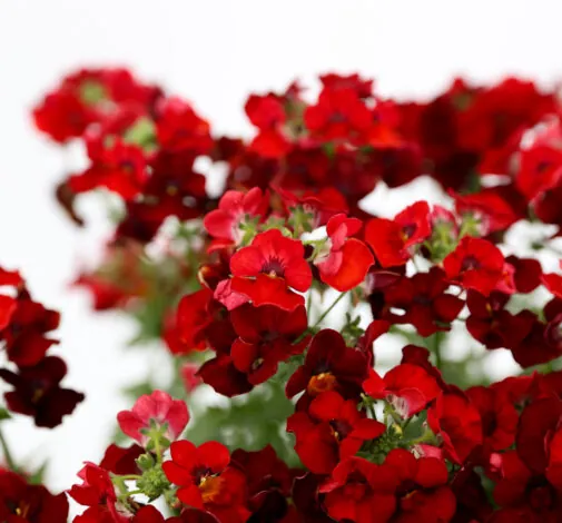 NESIA™ Hot Red