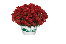 NESIA™ Hot Red