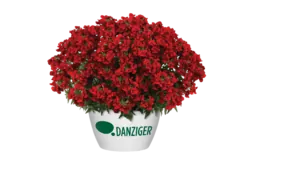 NESIA™ Hot Red