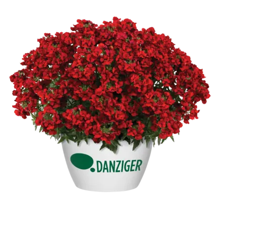NESIA™ Hot Red