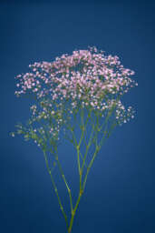 Pink Haze