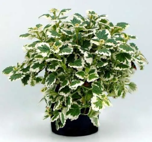 Plectranthus NOVA® Brilliant