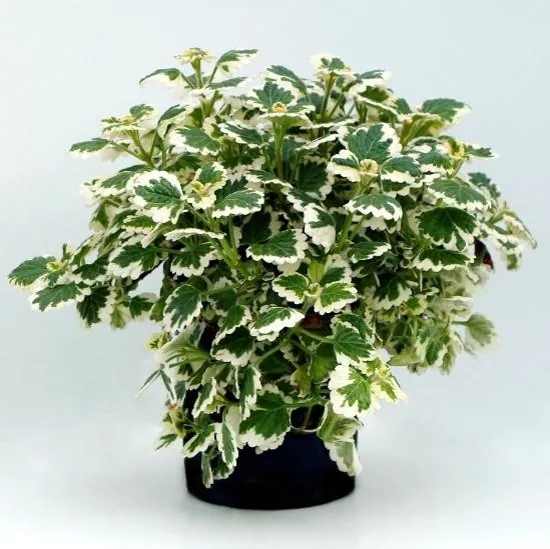 Plectranthus NOVA® Brilliant