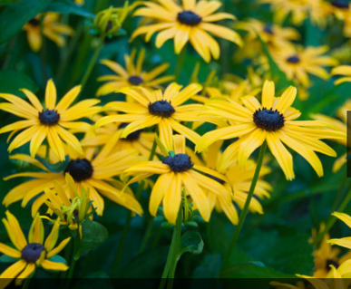 Rudbeckia 'Early Bird Gold'