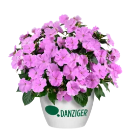 SOL LUNA PRIME™ Luxe Lavender