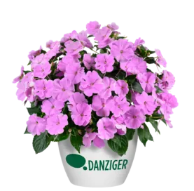 SOL LUNA PRIME™ Luxe Lavender
