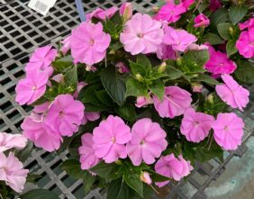 SOL LUNA PRIME™ Luxe Lavender