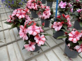 SOL LUNA™ Orange Duet