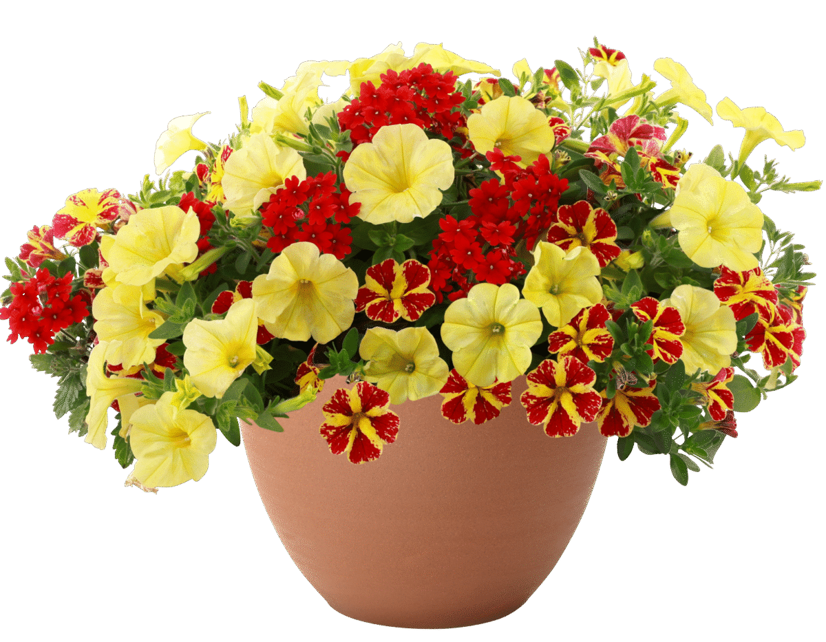 Sun & Sky™ - Danziger