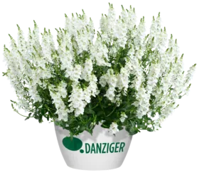 TRINITY™ white