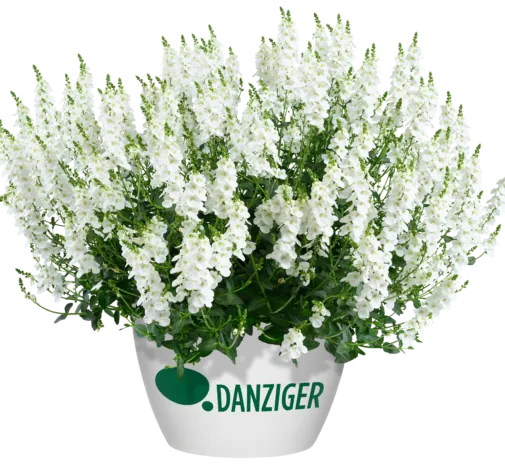 TRINITY™ white