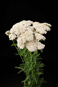 Achillea Magical Atlanta