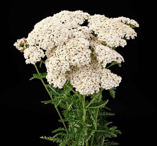 Achillea Magical Atlanta